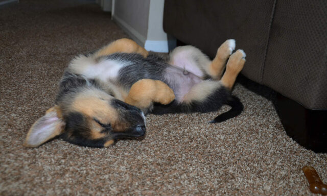 Cane-che-dorme-a-pancia-allaria