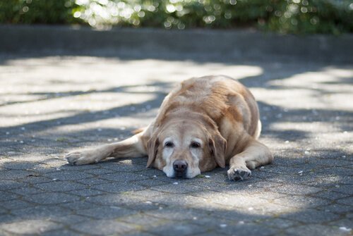 Cane-che-dorme-disteso