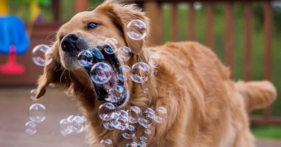 Gestire e educare un cane