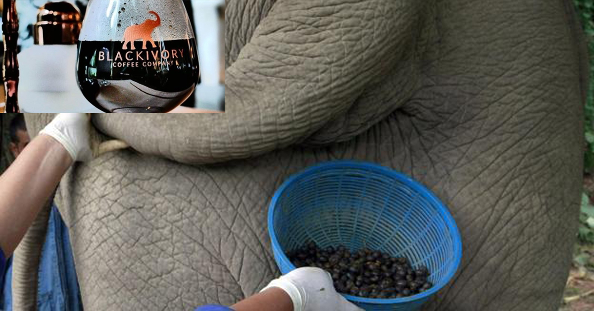 Il caffè ricavato dagli escrementi degli elefanti