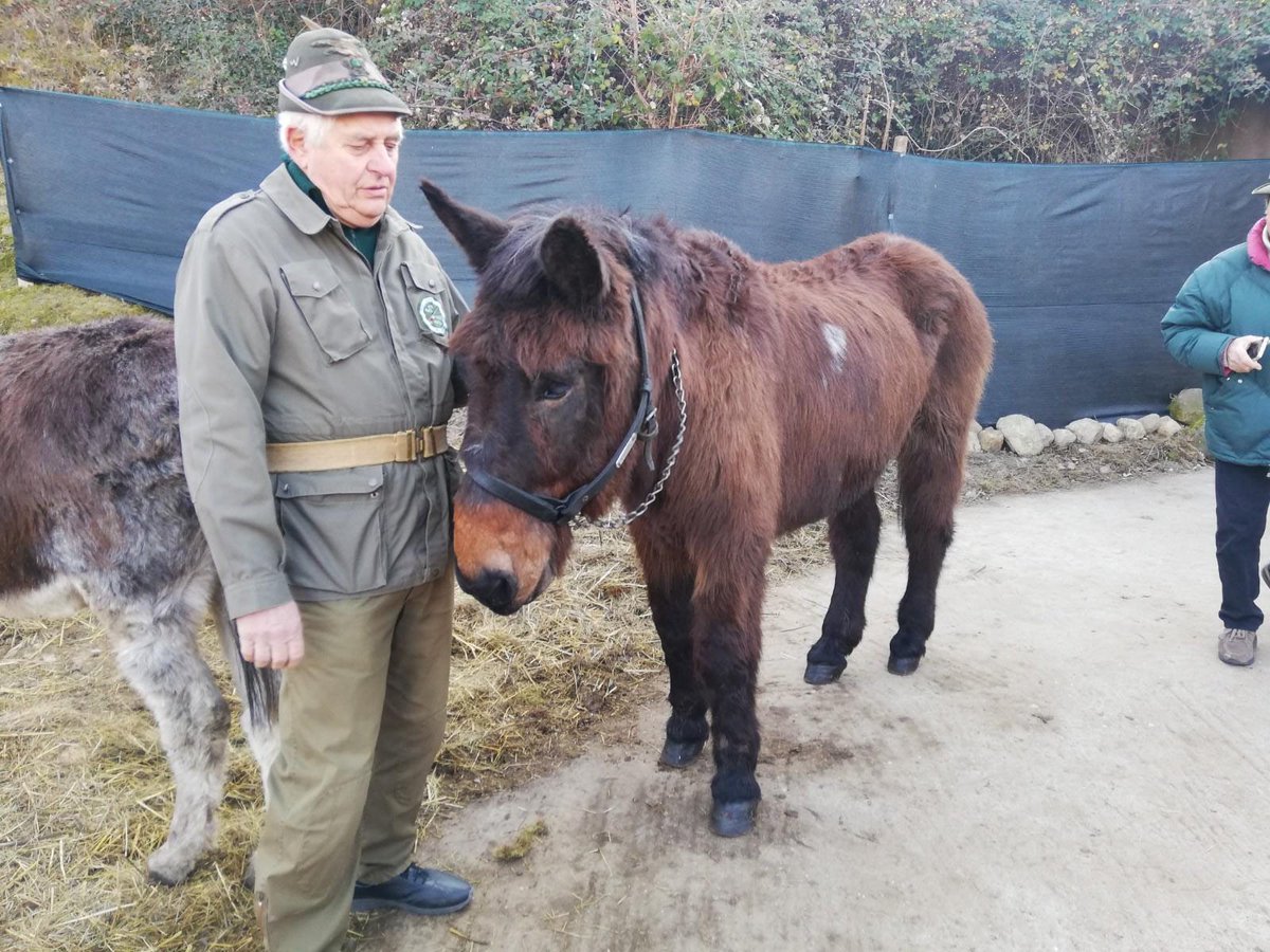 È morto Iroso, l’ultimo mulo degli Alpini italiani