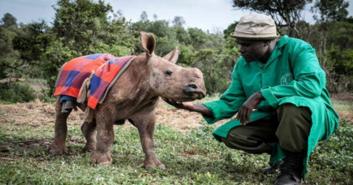 Maarifa, la cucciola di rinoceronte salvata cinque mesi fa, si è spenta per sempre.