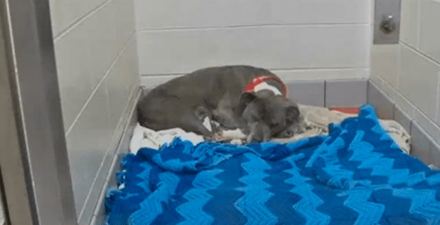 Il-salvataggio-di-Maria-la-cagnolina-incinta 1