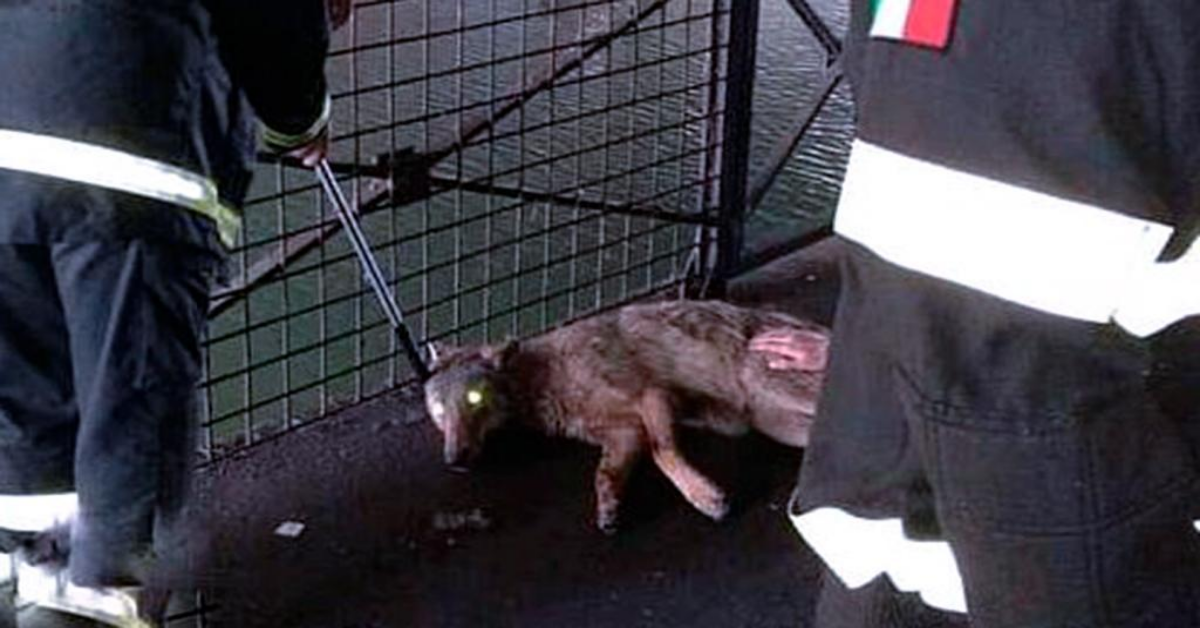 Milano, salvato cane lupo dai Vigili del Fuoco