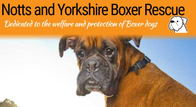 Nottinghamshirm-and-Yorkshire-Boxer-Rescue