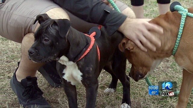 Dale-è-stato-cacciato-via-dall'evento-perché-simile-ad-un-pit-bull