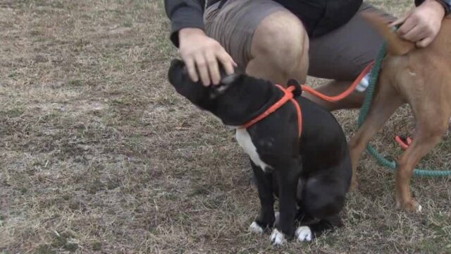 Dale-è-stato-cacciato-via-dall'evento-perché-simile-ad-un-pit-bull 3