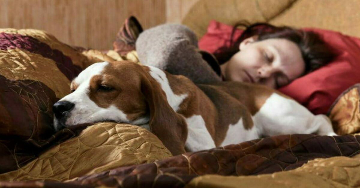 Perché i cani e i gatti non possono dormire nel letto