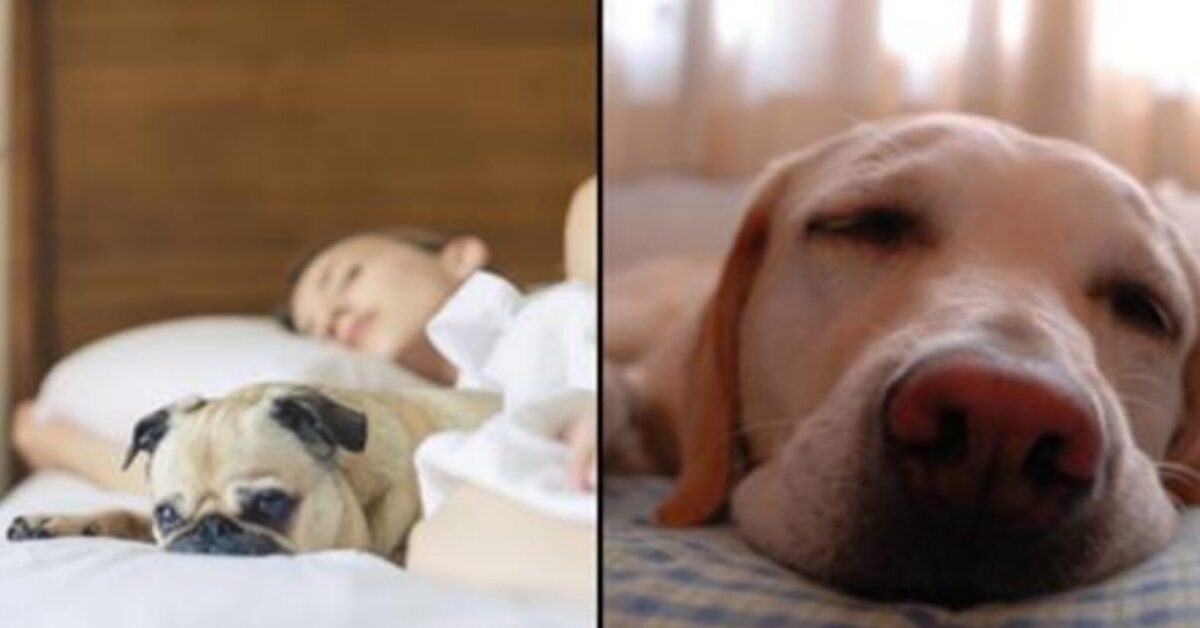 Le donne dormono meglio accanto a un cane