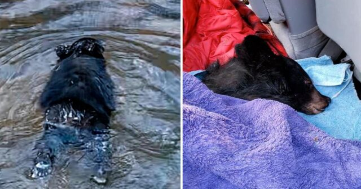 Si getta nel fiume per salvare un cucciolo di orso orfano