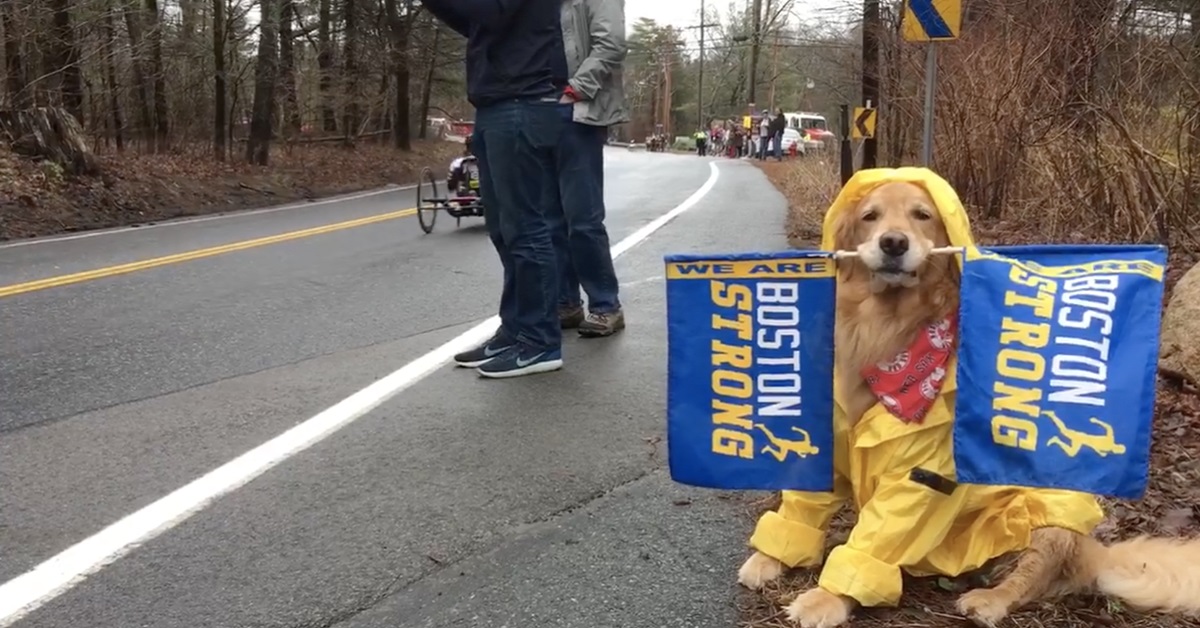 Il cane Spencer torna alla maratona di Boston per incitare i corridori