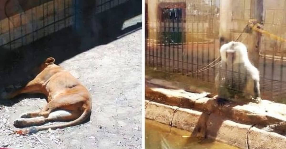Zoo chiuso da due mesi, ma orsi, tigri, daini, babbuini e altri animali vivono ancora lì