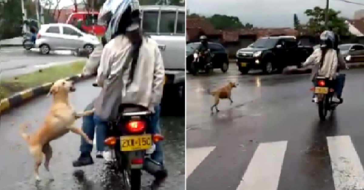 Abbandonano il loro cane senza pietà