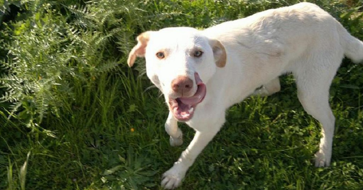 Addio Fulmine, la mascotte della Polizia Penitenziaria di Nuchis