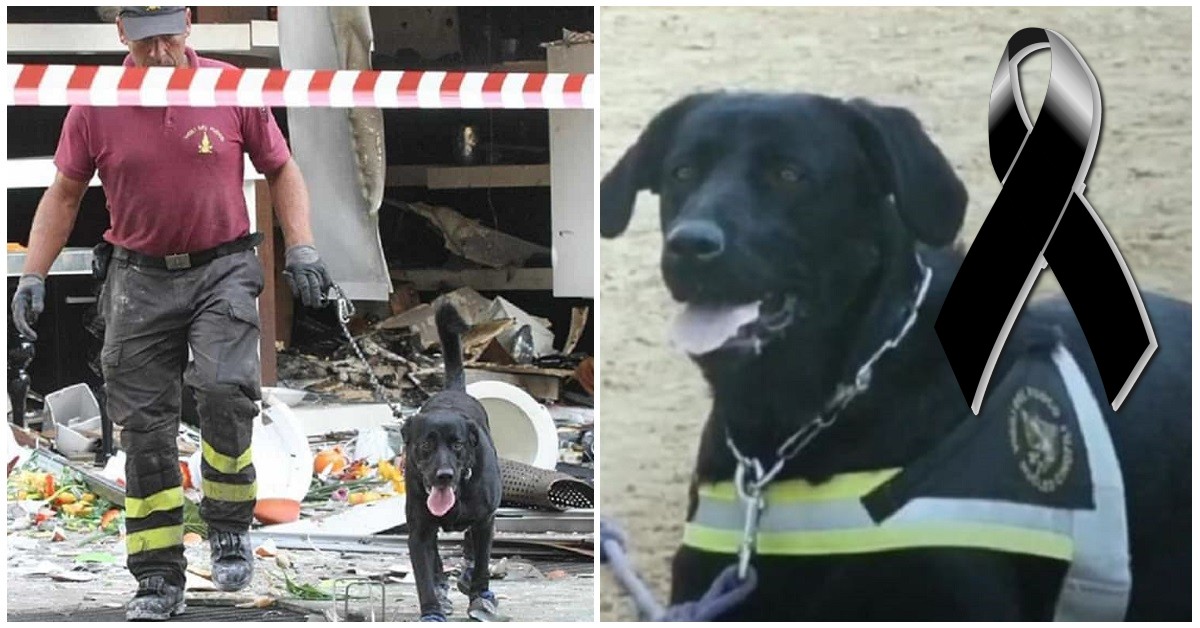 Addio Tommy, il cane eroe che salvò le vittime del terremoto dell’Aquila