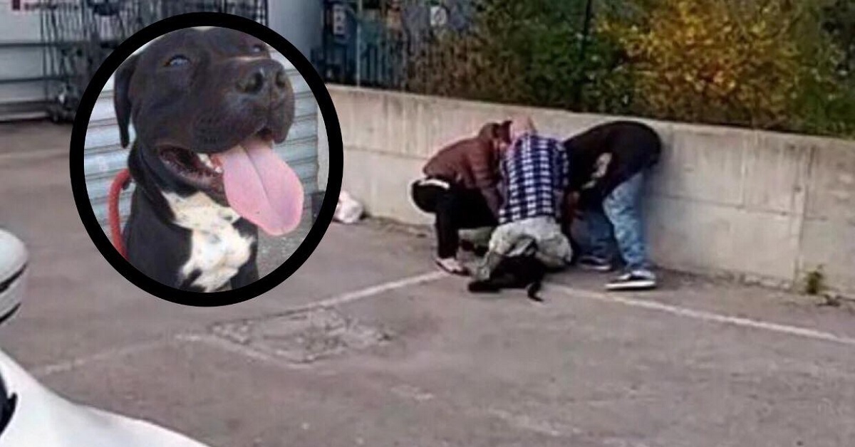 Agordo, pitbull aggredisce proprietario