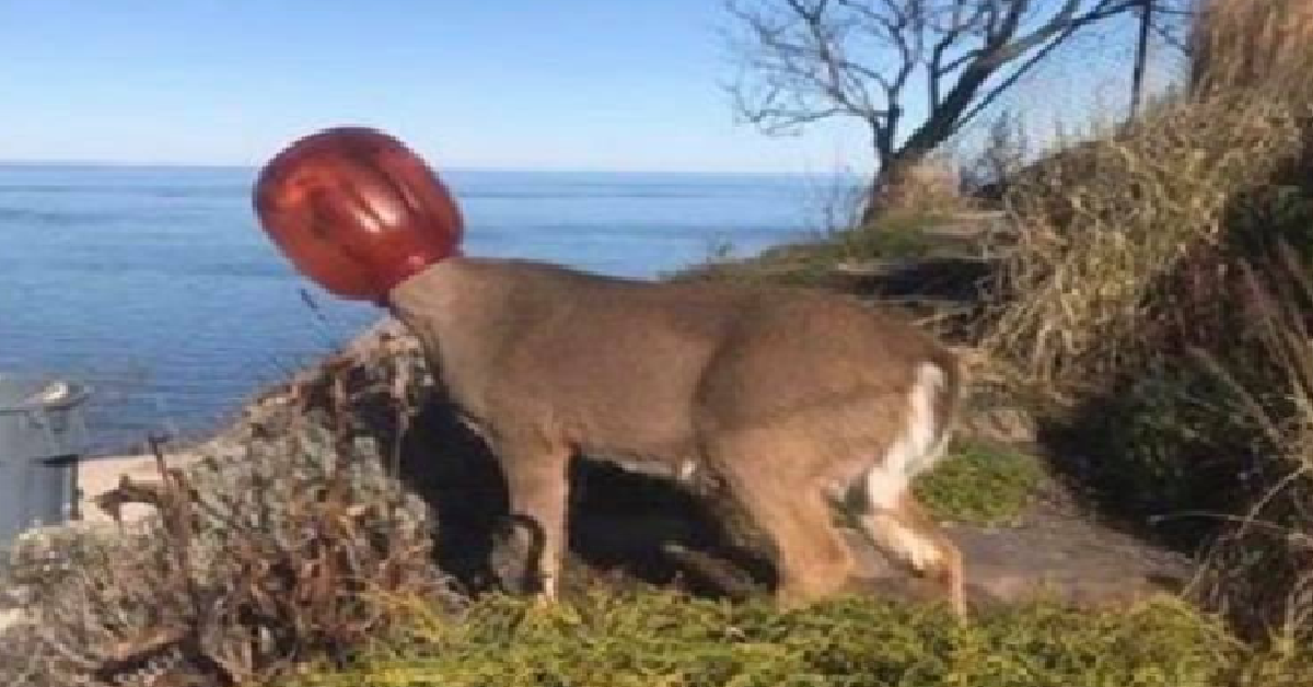 Un animale in pericolo