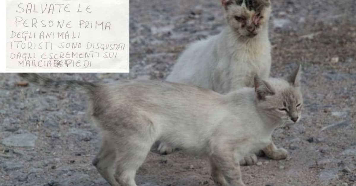 Lipari: avvelenata una colonia di gatti. Biglietto anonimo sulla macchina dell’Enpa