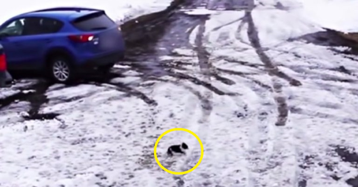 Border Collie salva chihuahua prima che il cagnolino venga investito da un’auto