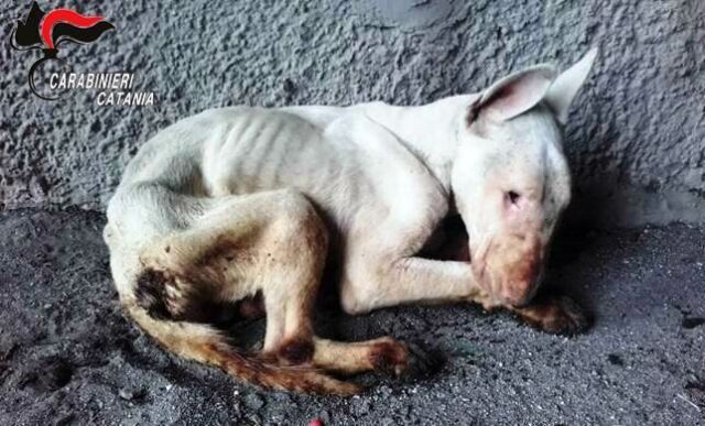 bull-terrier-librino