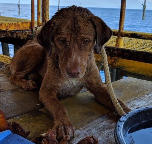 cagnolina