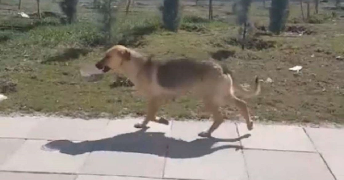 Cagnolina porta ciotola cibo in bocca