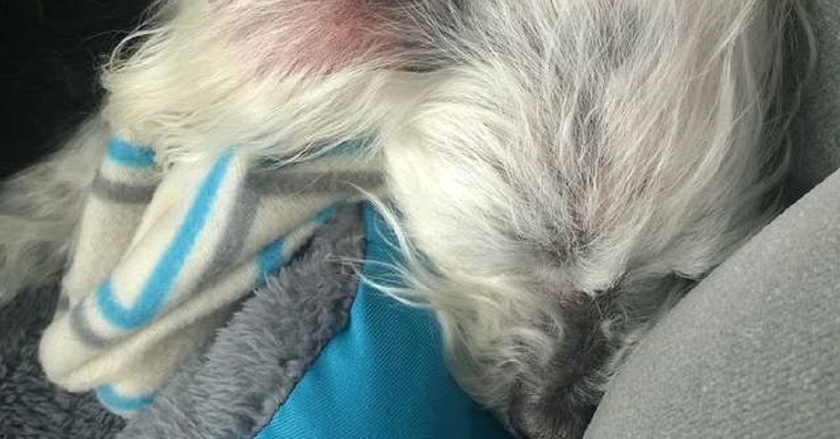 Cane abbandonato in una clinica veterinaria non sembra nemmeno un cane