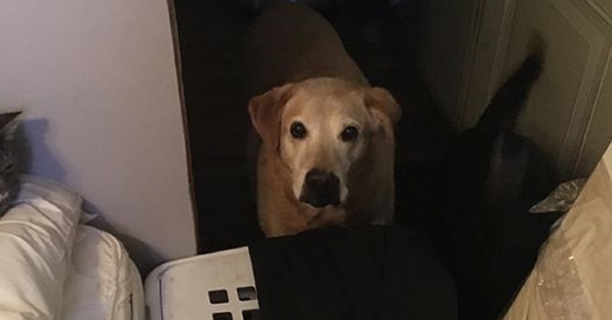 Anziano cane si perde. I soccorritori lo salvano appena in tempo prima che affoghi