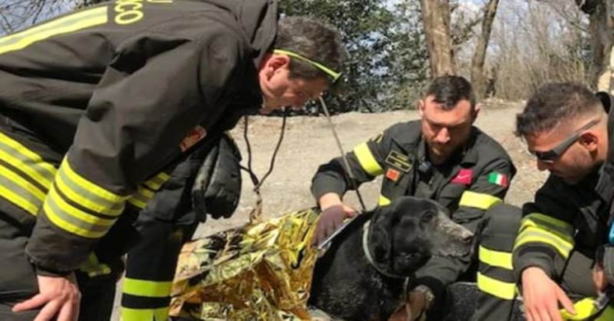 Arezzo: l’amore e la fedeltà di un cane contro ogni cosa