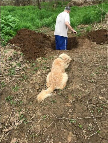 cane-aspetta-soppressione