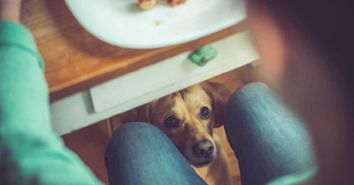5 alimenti da non dare mai al cane