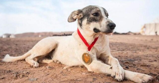 cane-corre-per-piu-di-100-miglia-per-terminare-la-maratona-nel-deserto