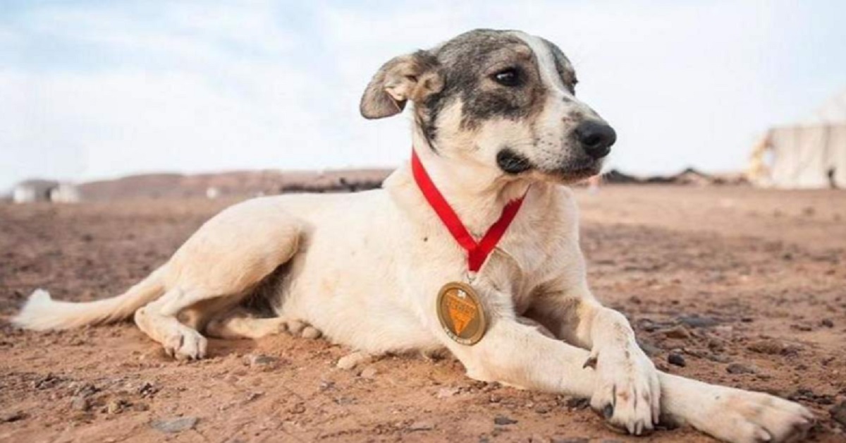 Cane corre per più di 100 miglia per terminare la maratona nel deserto