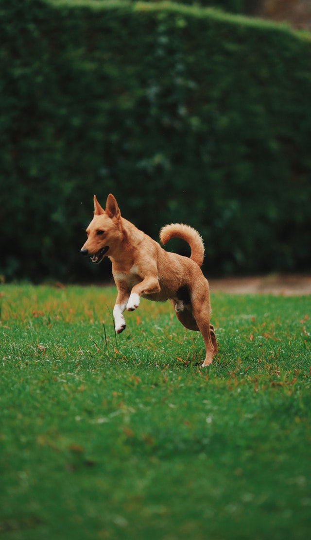 cane-corre