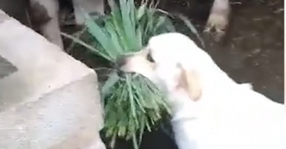 Cane da l’erba al bufalo affamato