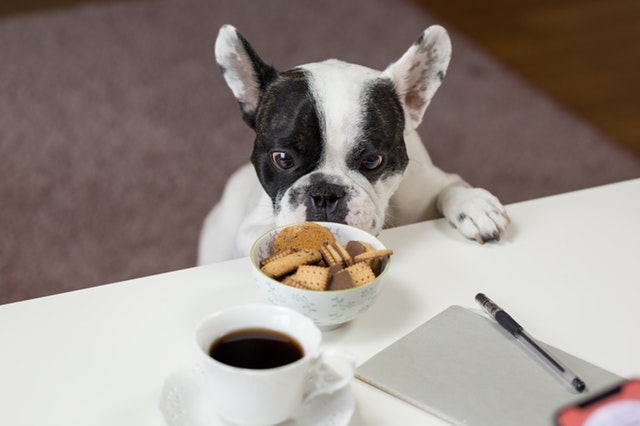 cane-dieta