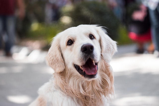 Cane sovrappeso: come capirlo e cosa fare