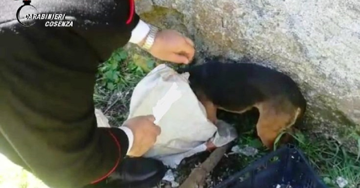 Cane salvato a Cosenza dai carabinieri