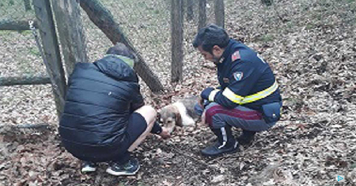 Ritrovato cucciolo sulla Cimina