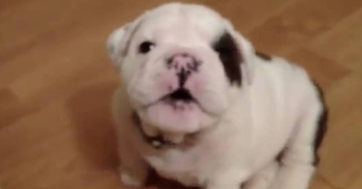 Dice al cucciolo di Bulldog di stare zitto e lui fa i capricci