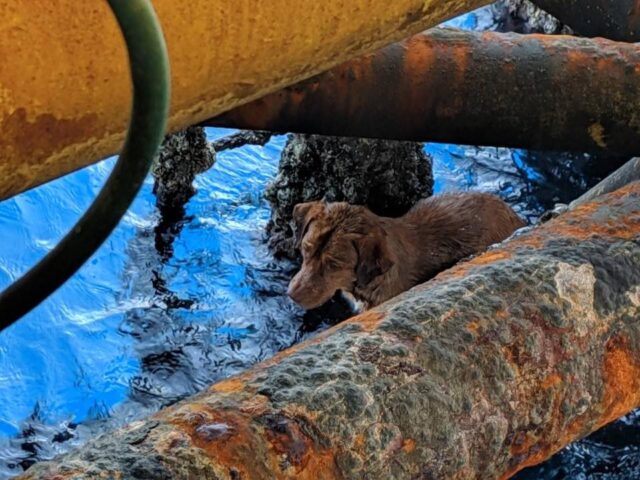 il-cane-lasciato-in-mezzo-al-mare