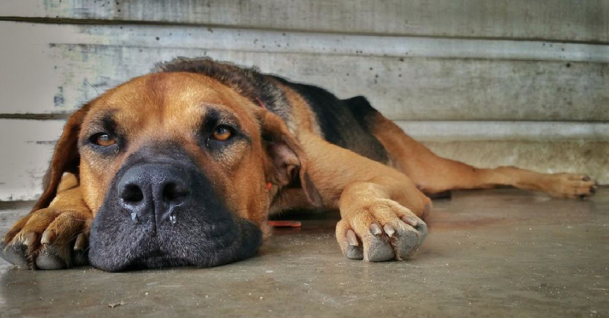 Pia trova Ercole in fin di vita e decide di aiutarlo