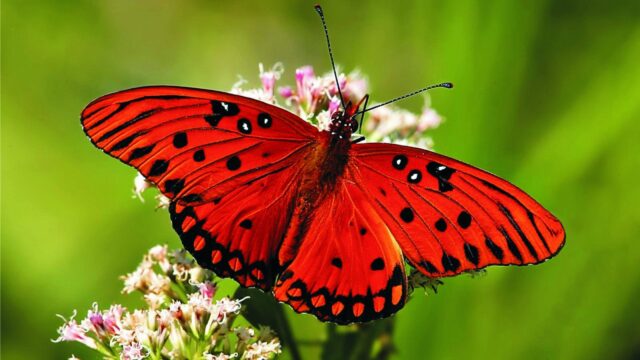 Risultati immagini per farfalla rossa
