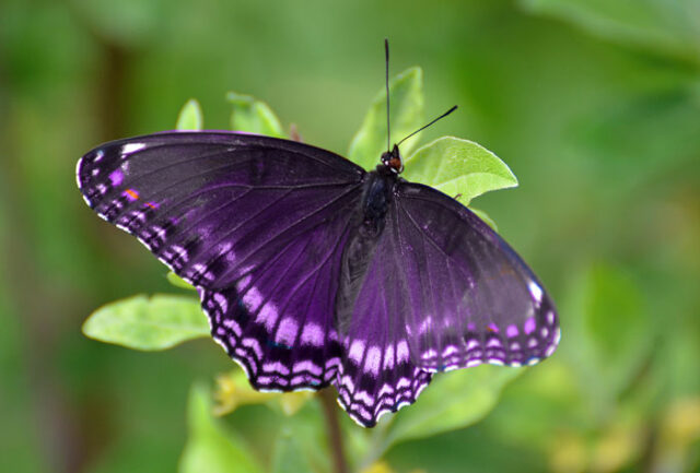 Risultati immagini per farfalla viola