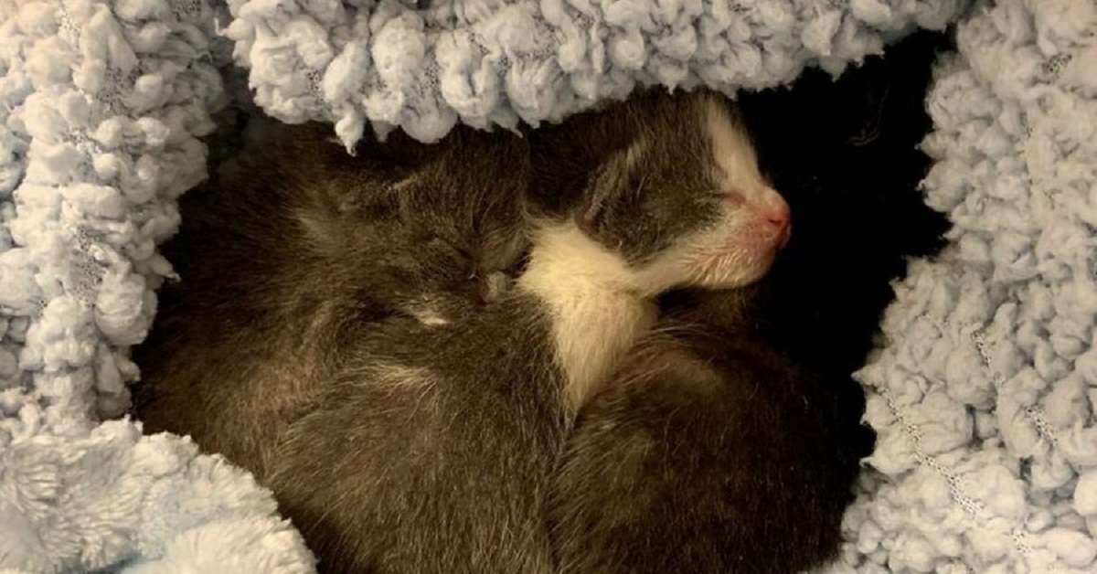 Gattini orfani salvati dalla strada hanno bisogno di una mamma