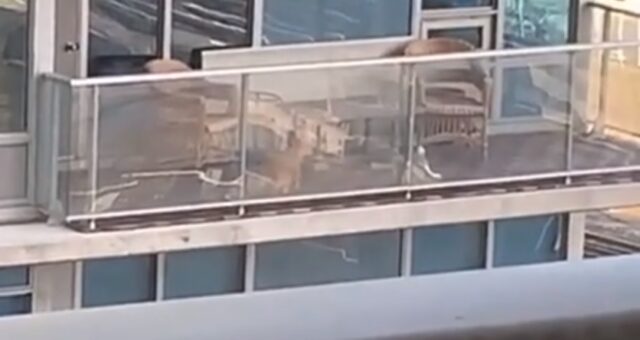gatto-sul-balcone