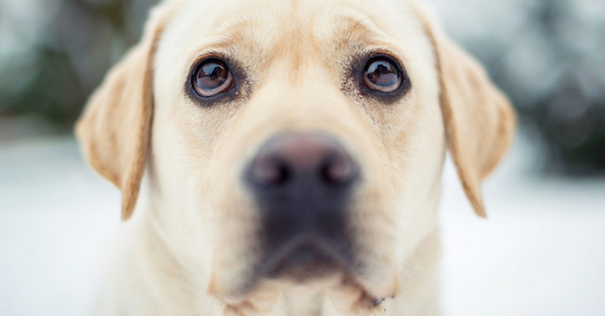 Genova: labrador morde bimba 16 mesi