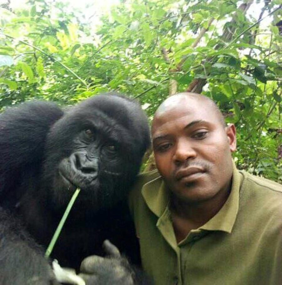 selfie con i gorilla