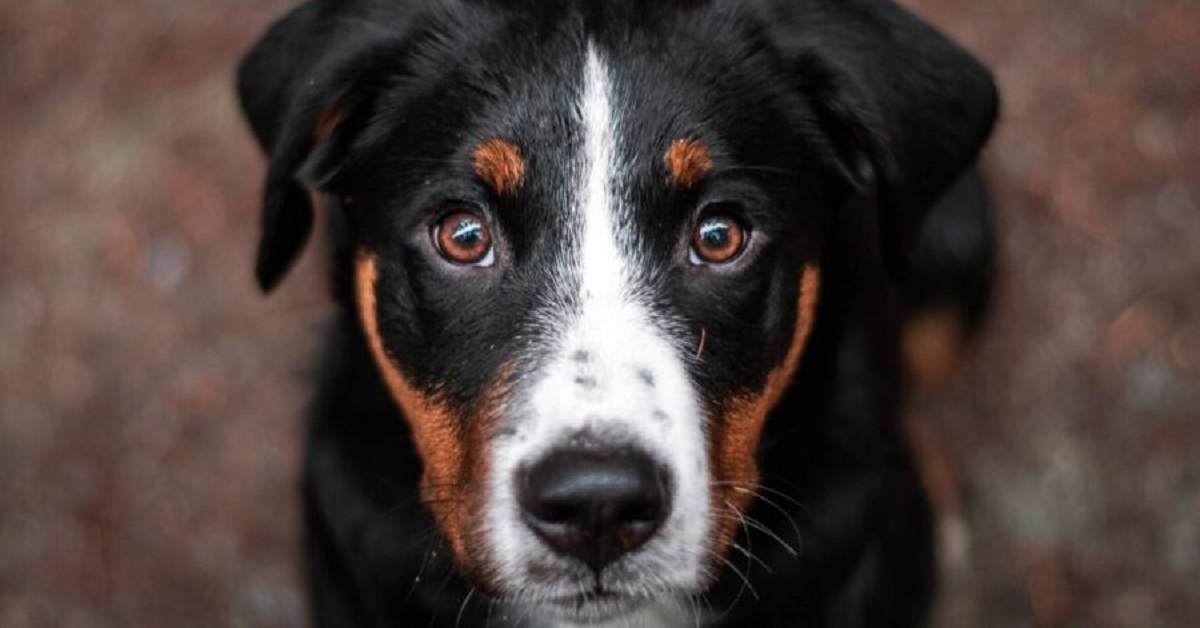 I cani possono percepire l’odore di un tumore
