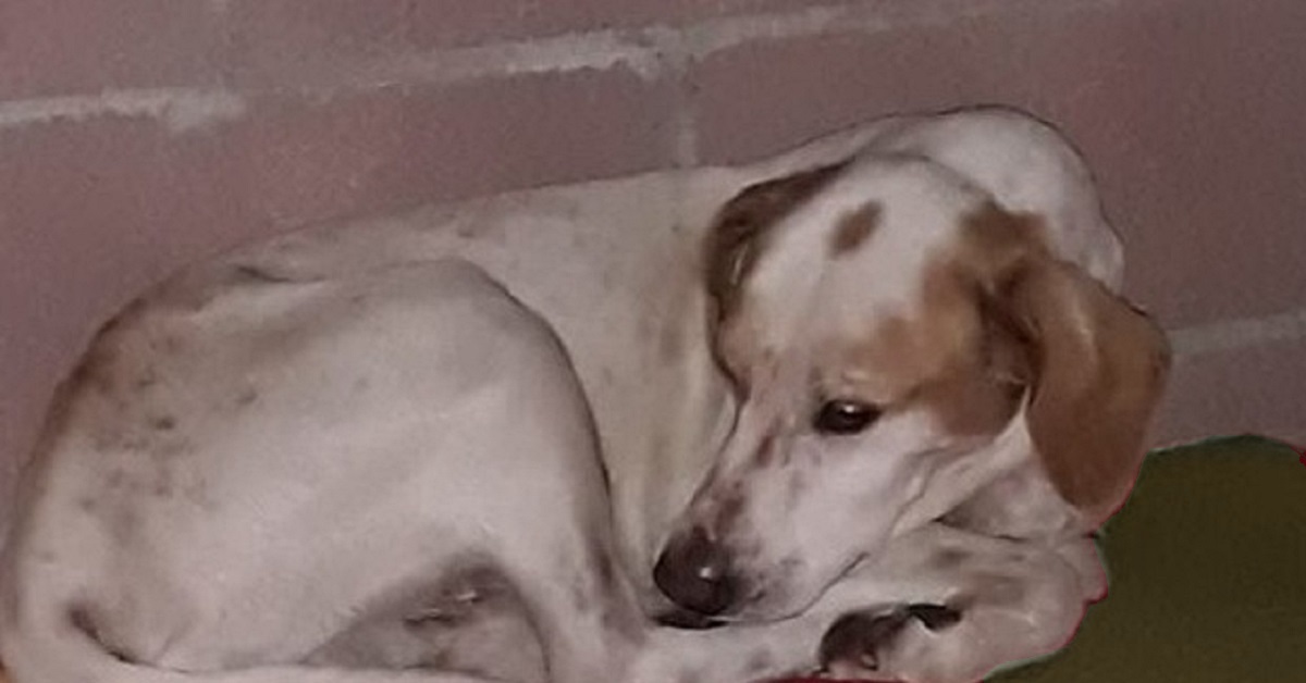 Arsiero, il cane Gigio veglia il suo umano